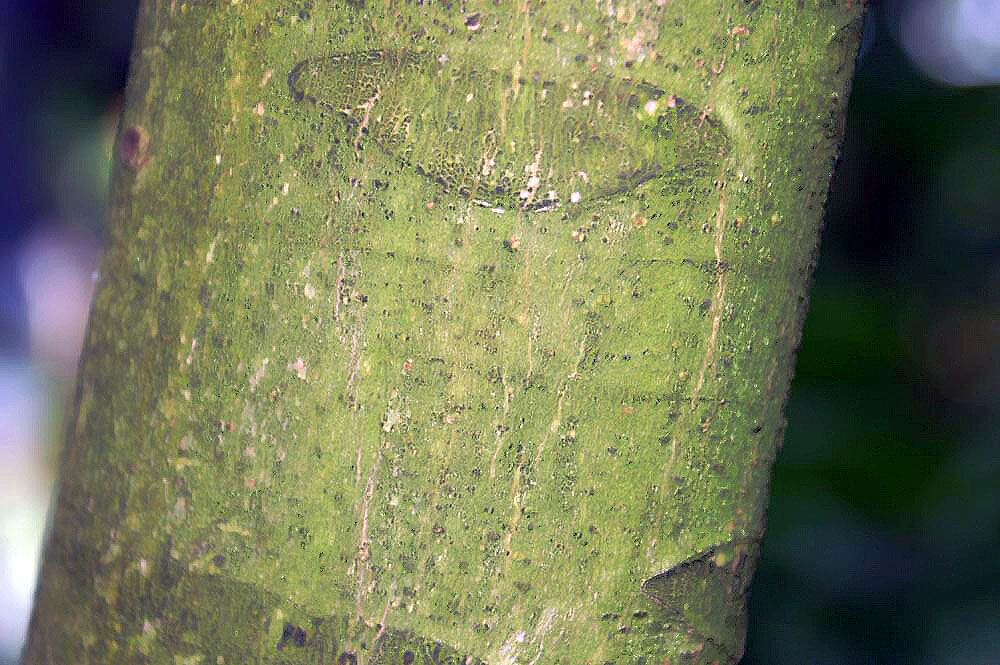 Tronco liso e esverdeado de uma andirobeira.